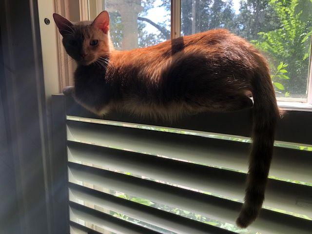 Enlarge Peaches O’Leary - COURTESY POSTING, a Adoptable mixed breed in Roseville, MN image 1/3