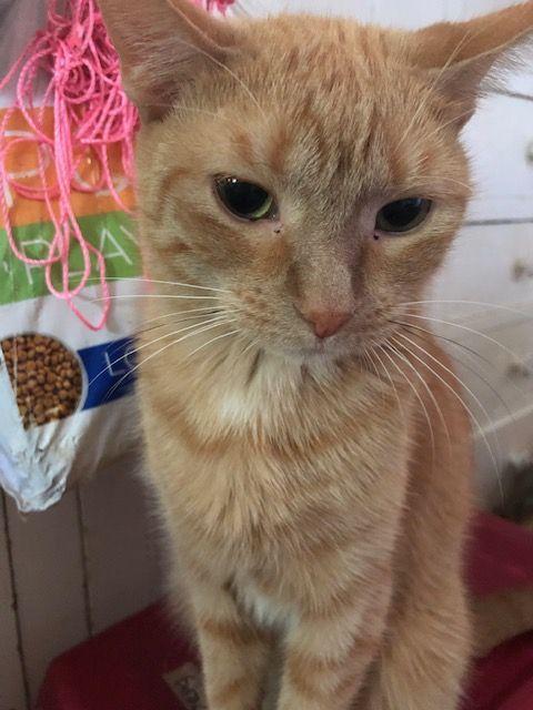 Peaches O’Leary - COURTESY POSTING, Adoptable, Adult Female Domestic Short Hair & Maine Coon.