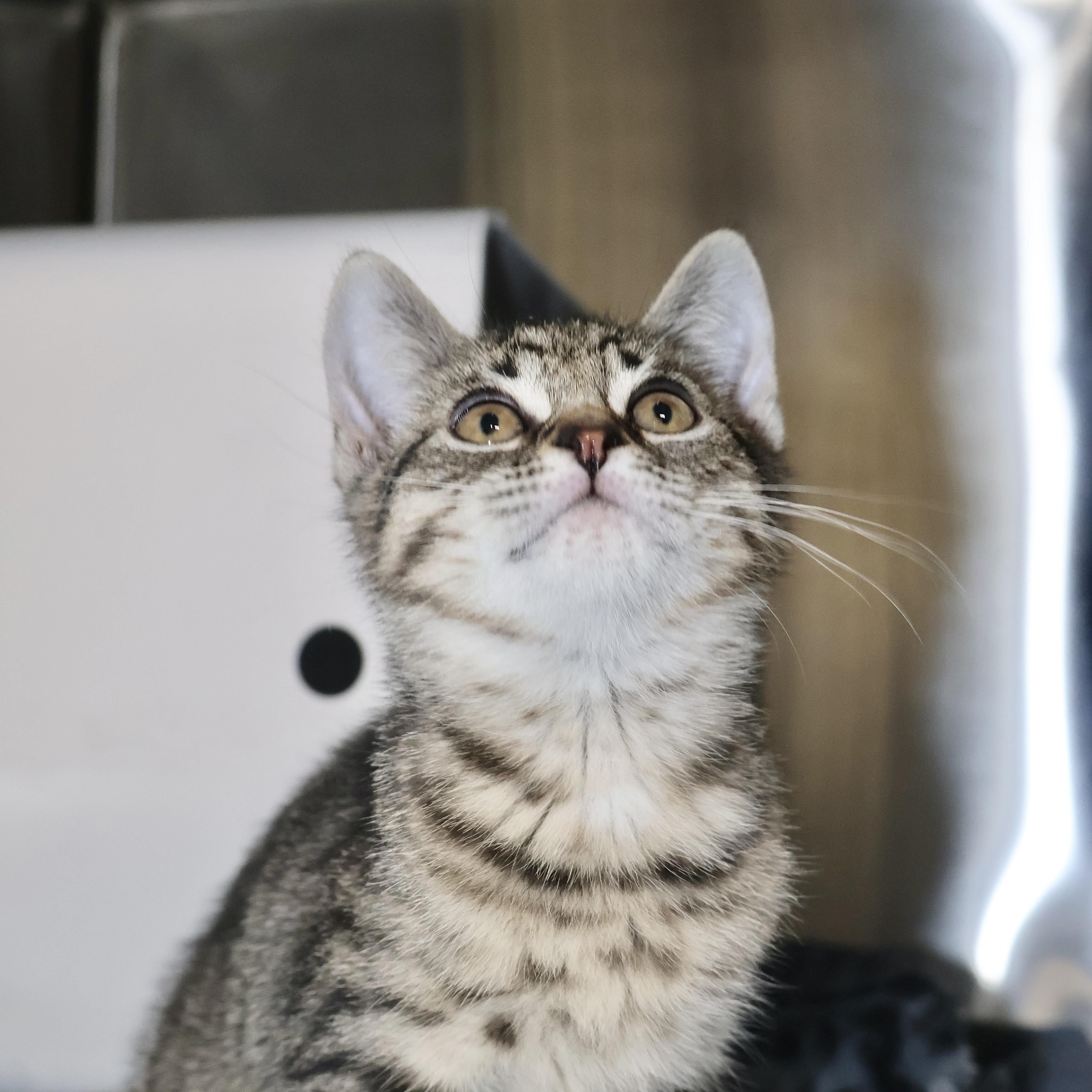 Enlarge Mae, an adopted mixed breed in Briarcliff Manor, NY image 1/1