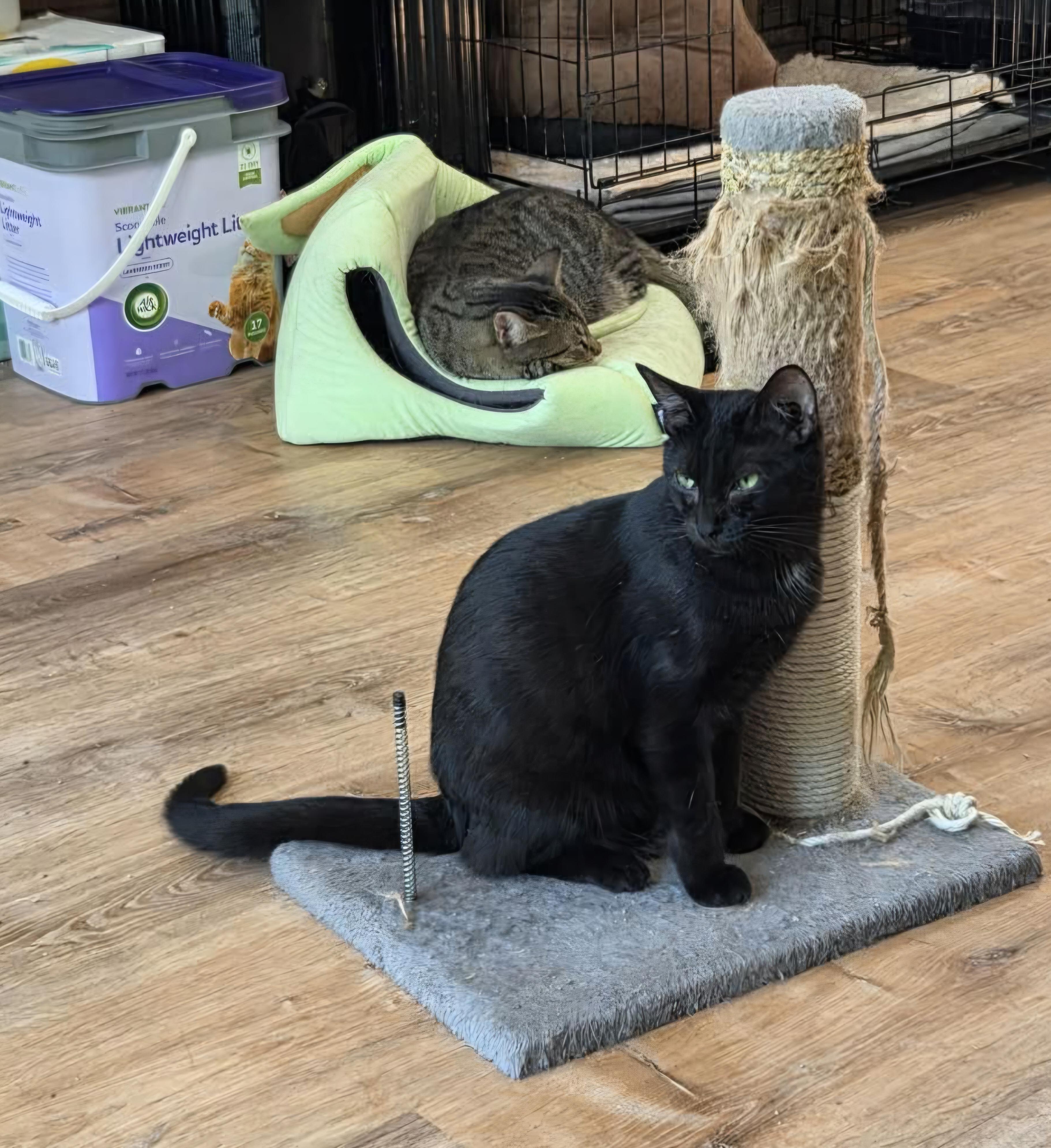 Lillian, a Adoptable Domestic Short Hair in Bloomsdale, MO image 2/5