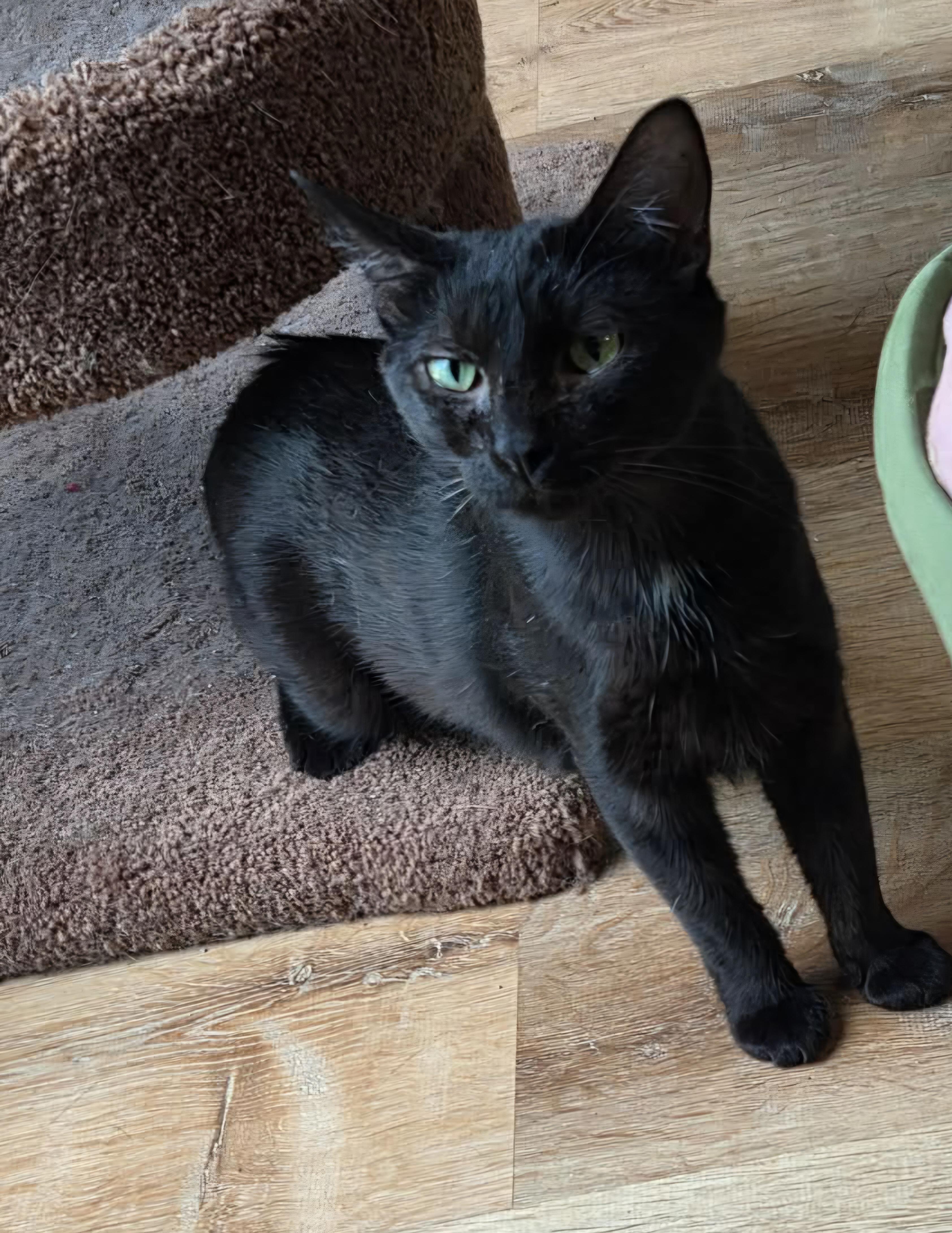 Lillian, Adoptable, Adult Female Domestic Short Hair.
