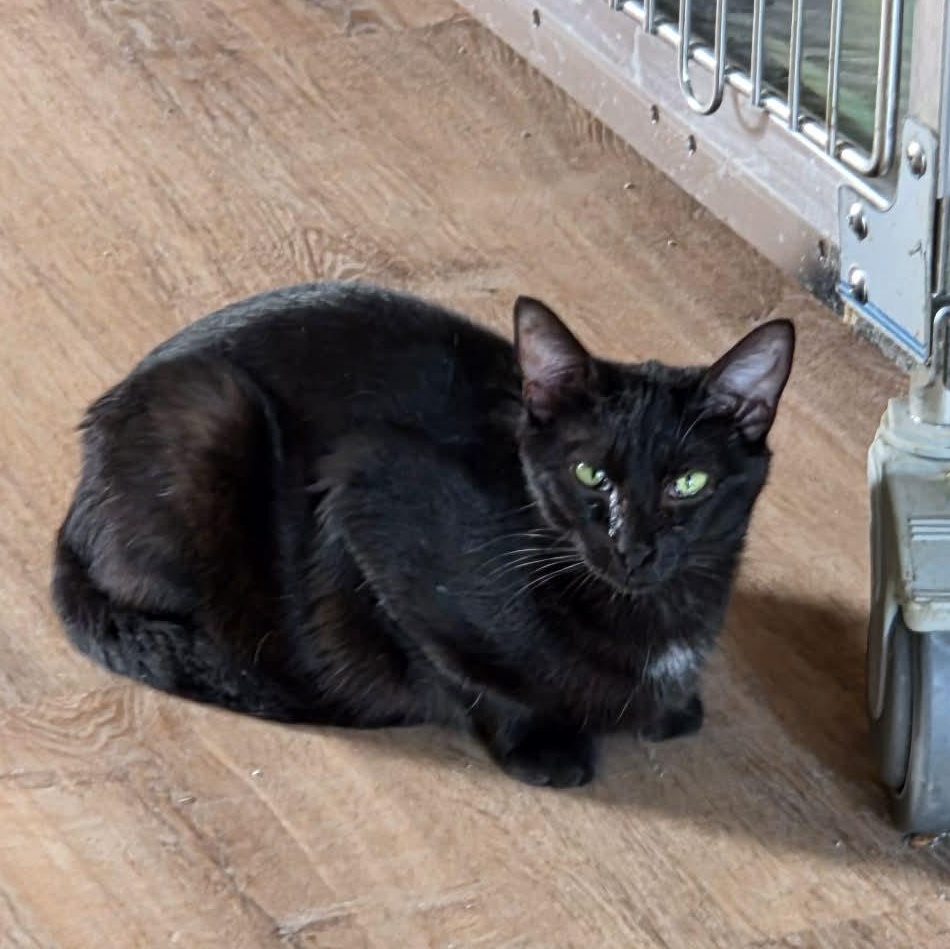 Lillian, a Adoptable Domestic Short Hair in Bloomsdale, MO image 4/5
