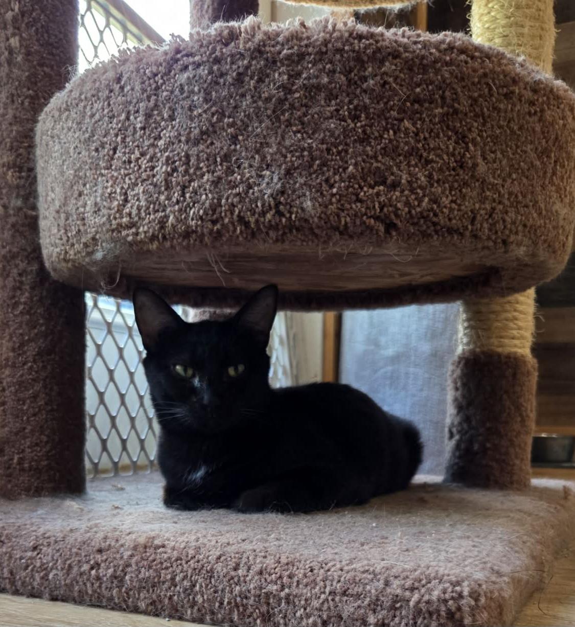 Lillian, a Adoptable Domestic Short Hair in Bloomsdale, MO image 3/5