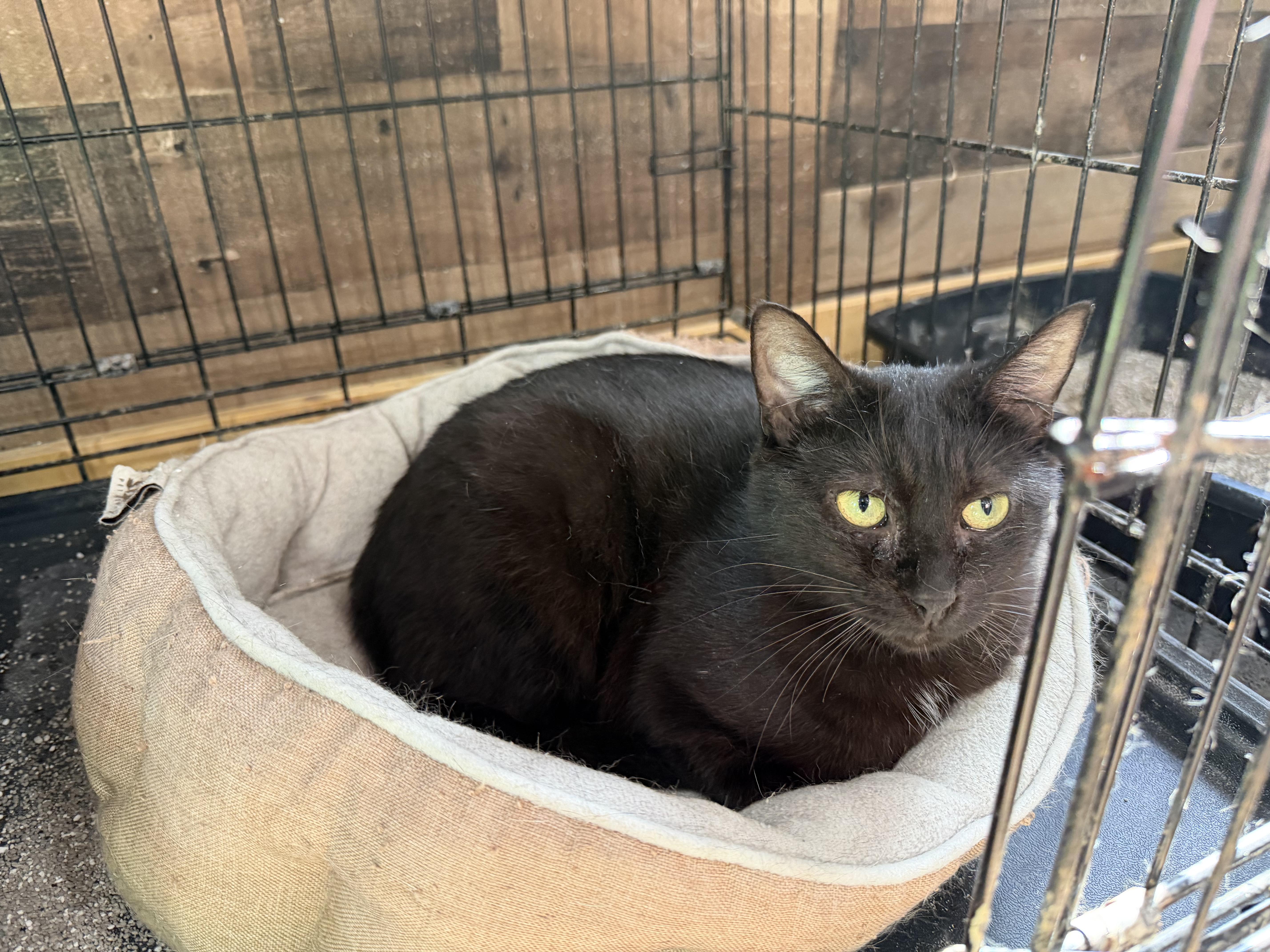 Lillian, Adoptable, Adult Female Domestic Short Hair.