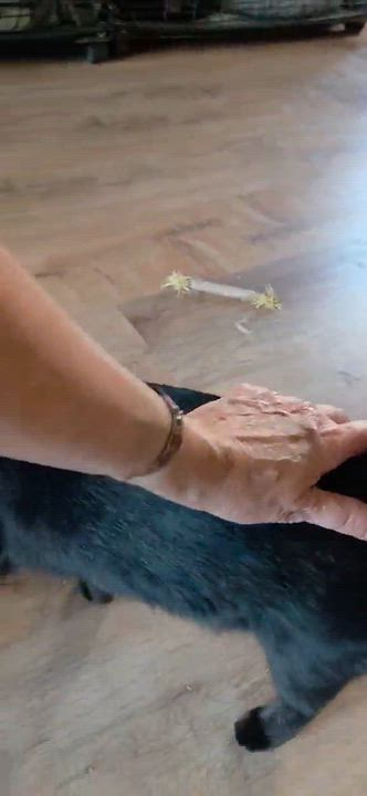 Enlarge Lillian, a Adoptable Domestic Short Hair in Bloomsdale, MO video 2/6