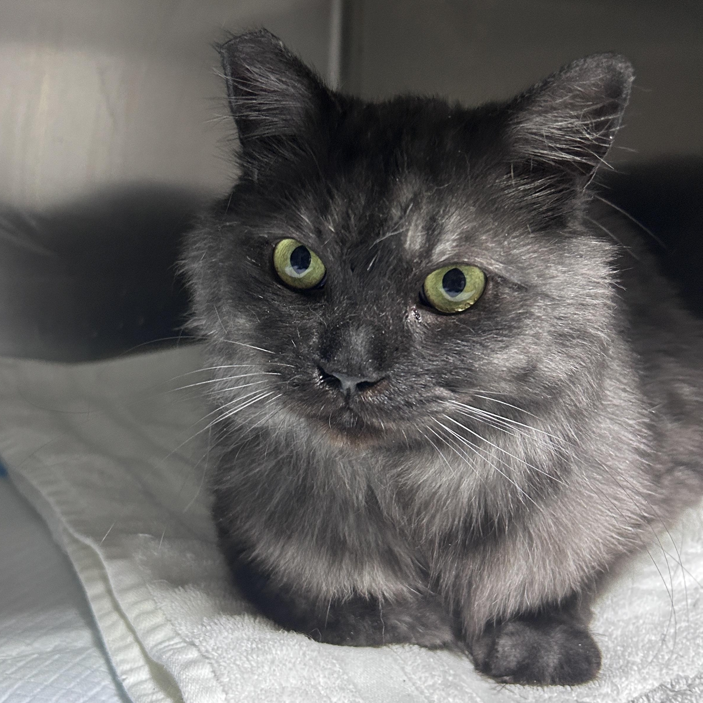 Enlarge Zazu (looking for a foster-to-adopt), an adopted Persian in Lancaster, PA image 4/6