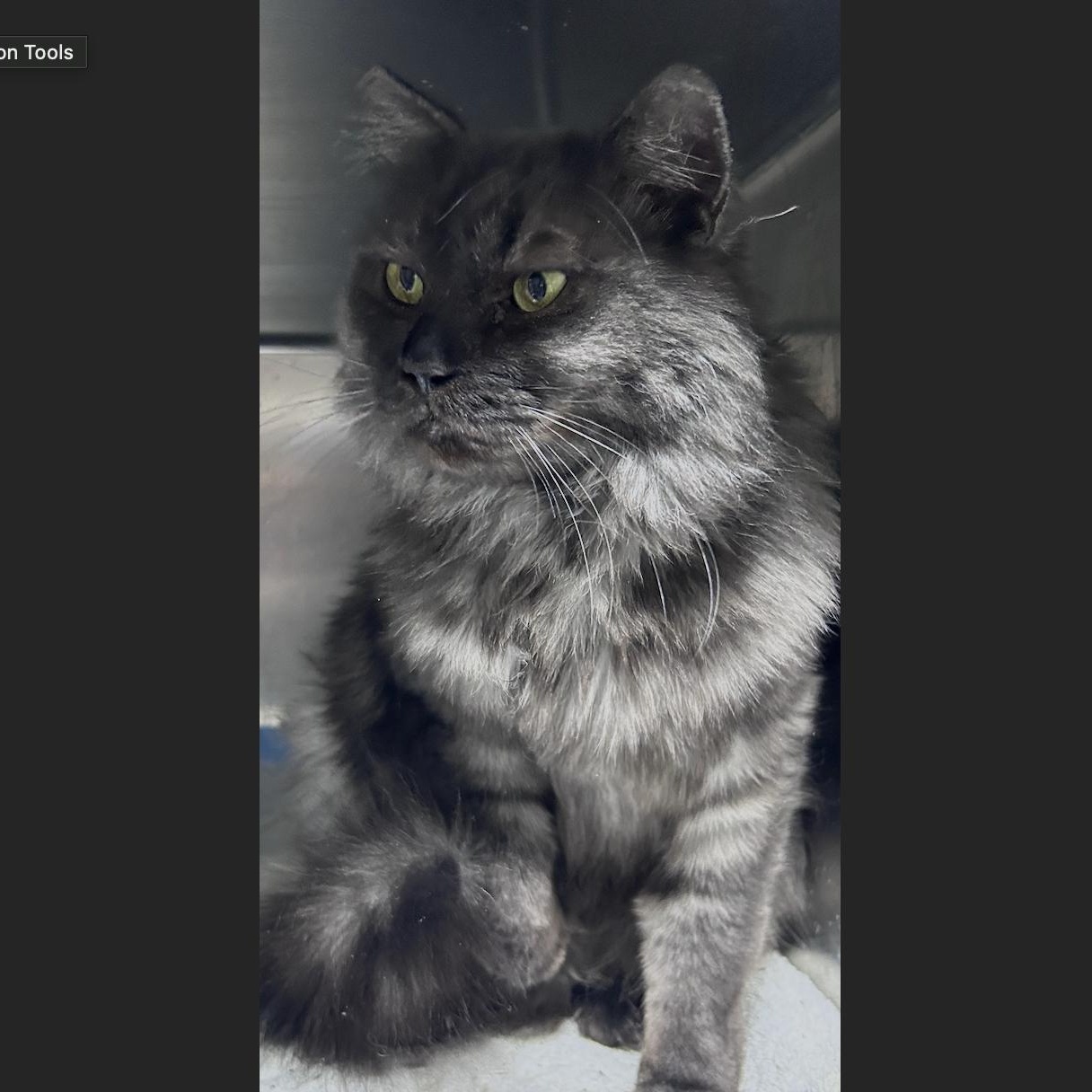 Enlarge Zazu (looking for a foster-to-adopt), an adopted Persian in Lancaster, PA image 3/6