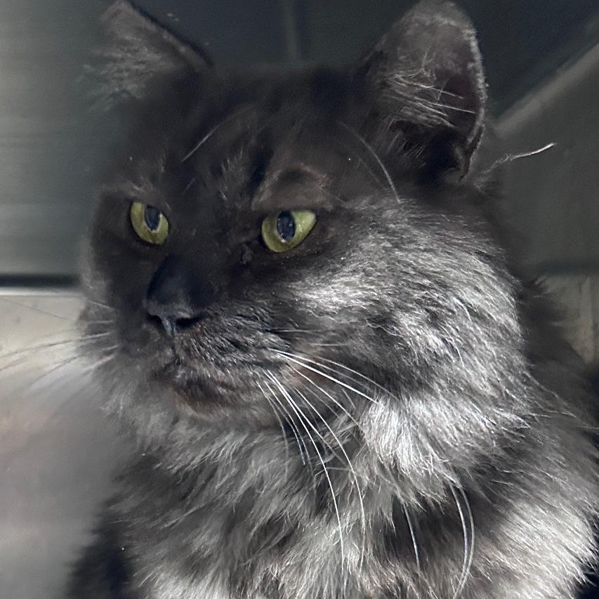 Zazu (looking for a foster home), ADOPTABLE, Adult Male Persian.