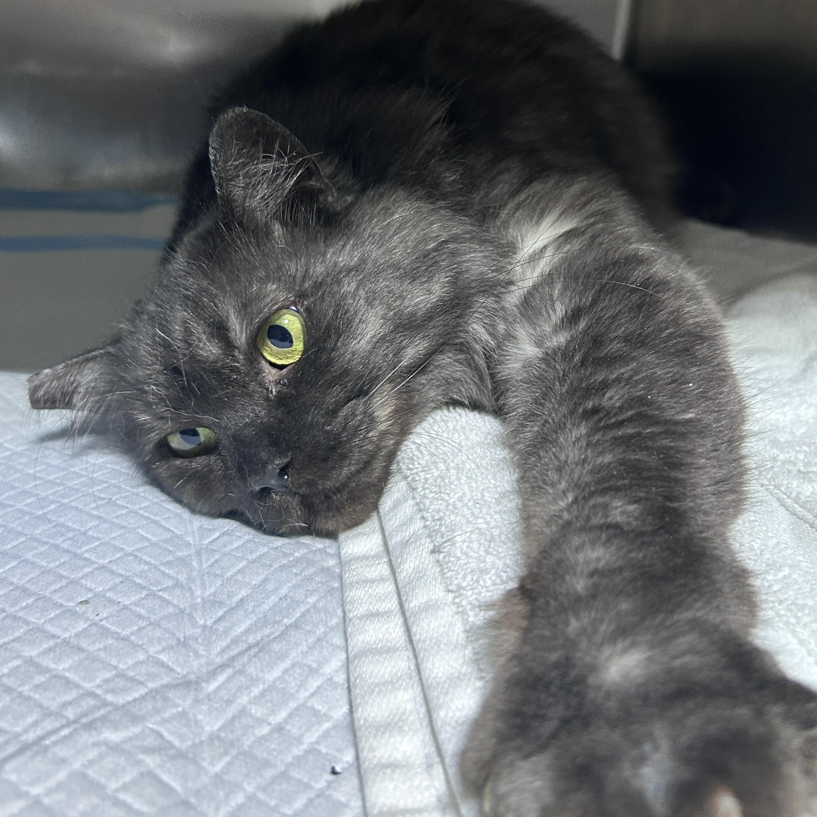 Enlarge Zazu (looking for a foster-to-adopt), an adopted Persian in Lancaster, PA image 5/6