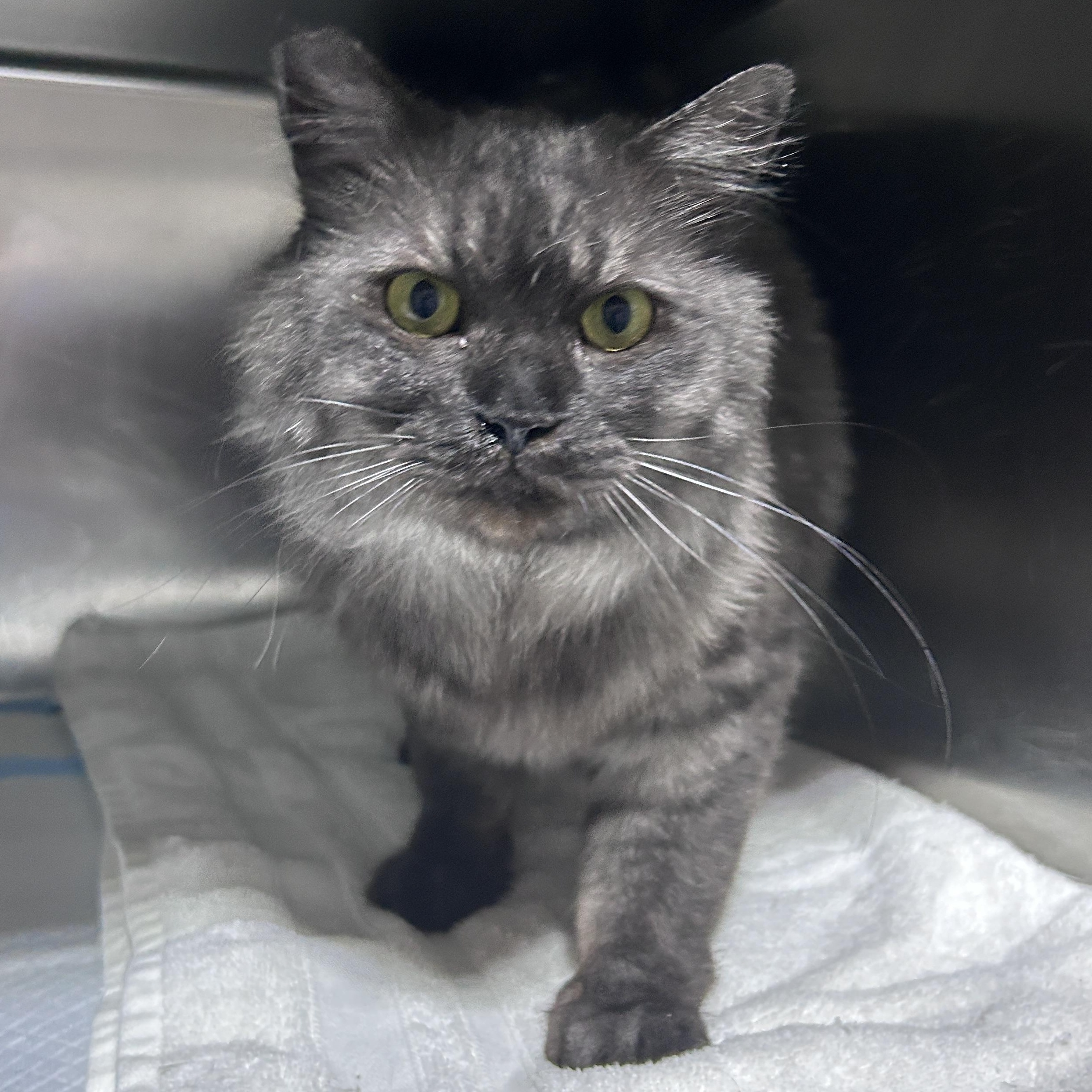 Enlarge Zazu (looking for a foster-to-adopt), an adopted Persian in Lancaster, PA image 6/6