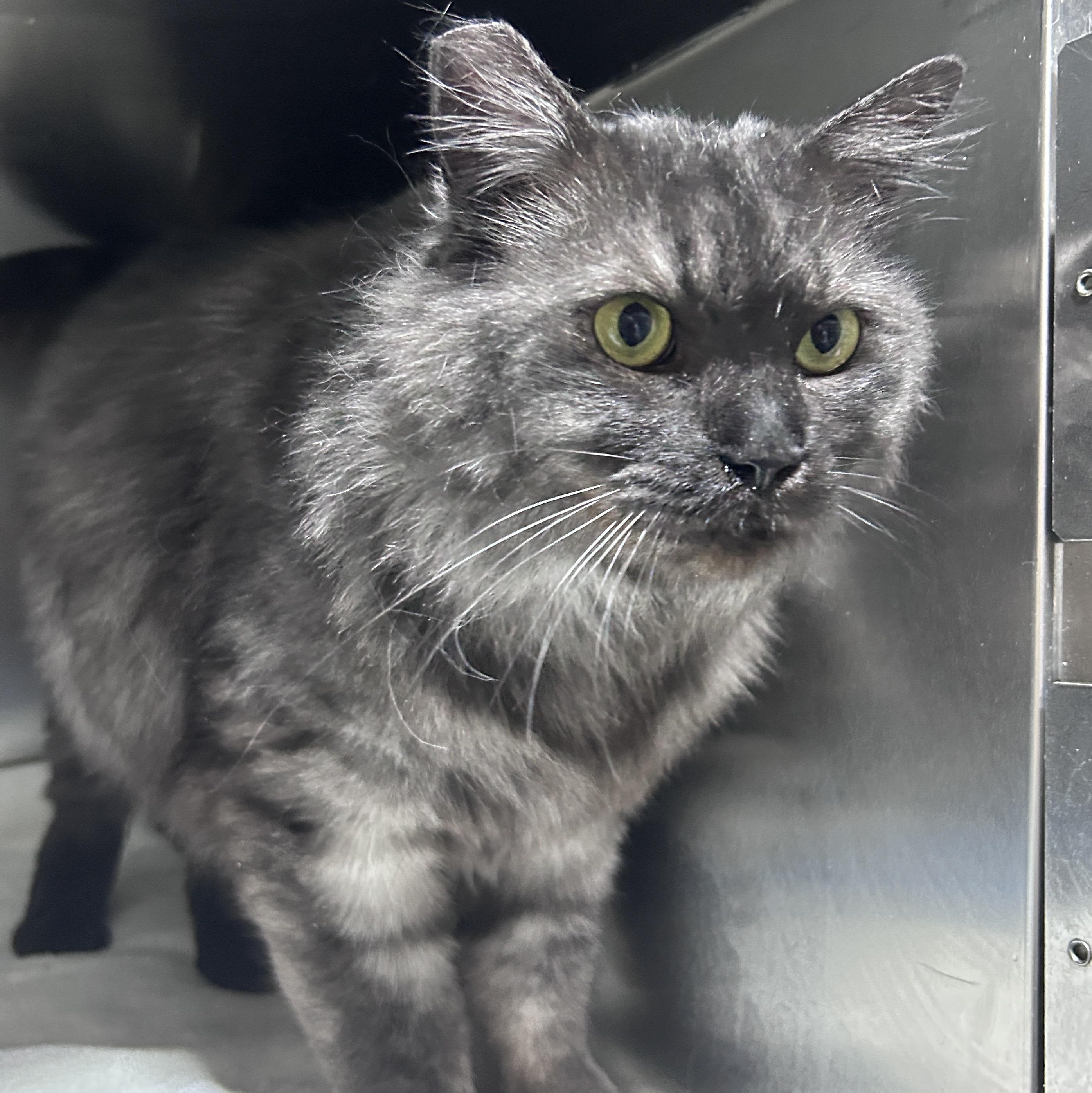 Zazu (looking for a foster-to-adopt), adopted, Adult Male Persian.