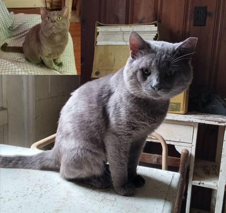 family cats　0308 ♥️Ezra♥️- British Shorthair male, 01/21/2025 (4 months