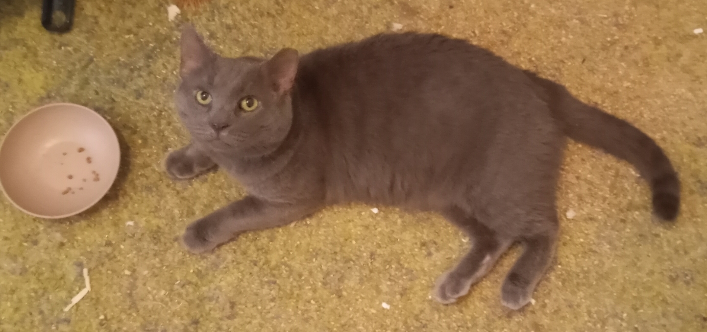 Errol URGENT - FOSTER NEEDED!, a Adoptable Domestic Short Hair in Cookeville, TN image 3/6