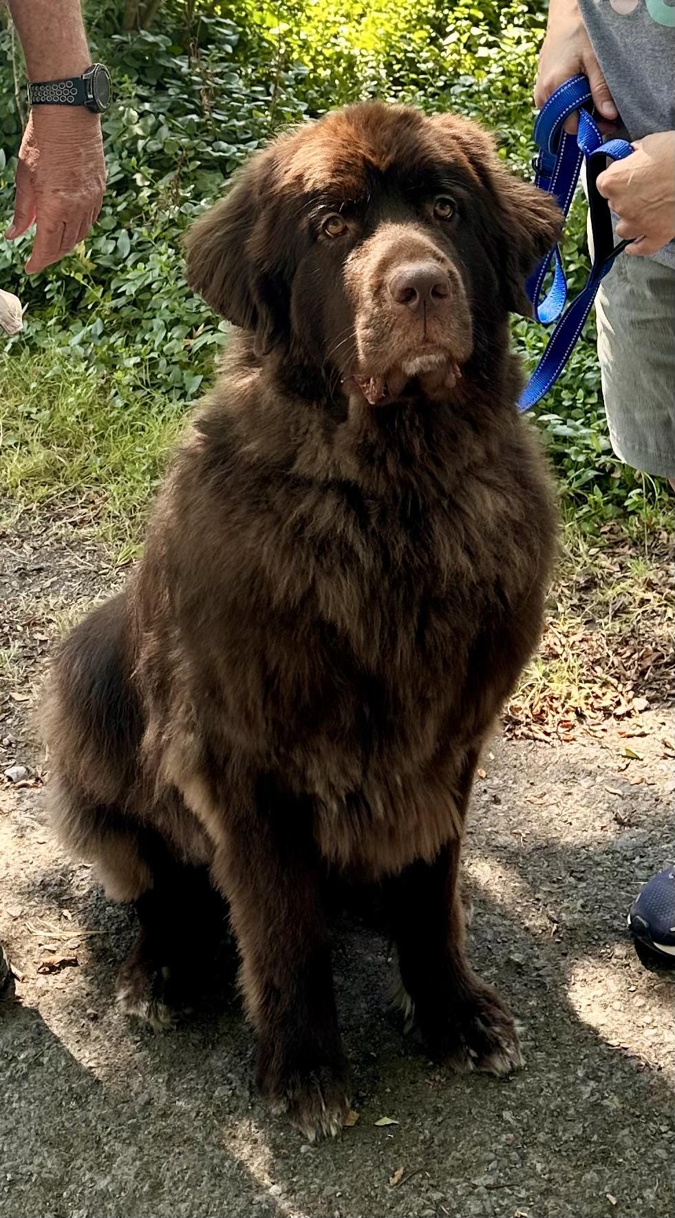 Stevie, Adopted, Young Female Newfoundland Dog.