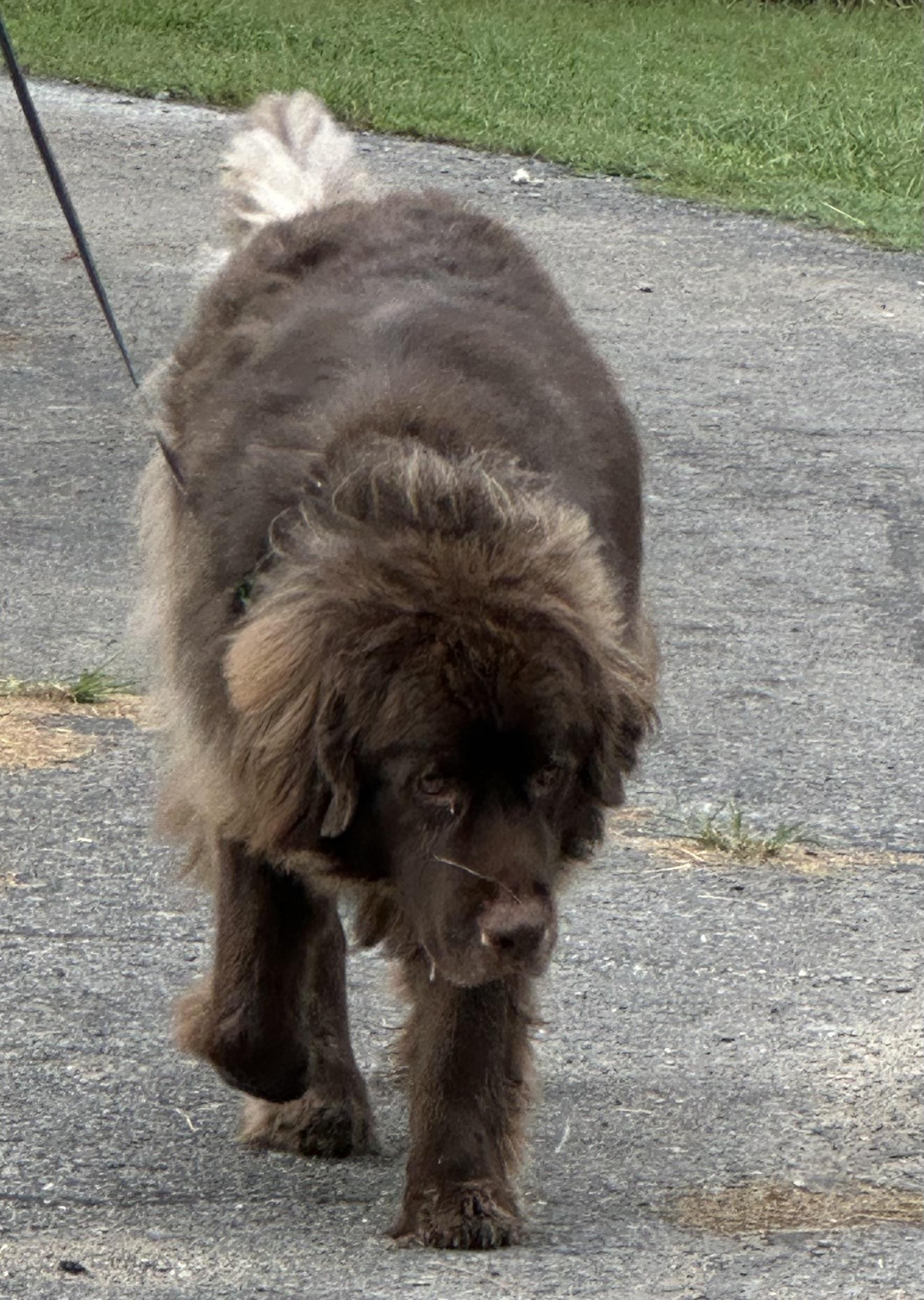 Enlarge Stevie, a Adopted Newfoundland Dog in Wagoner, OK image 2/5
