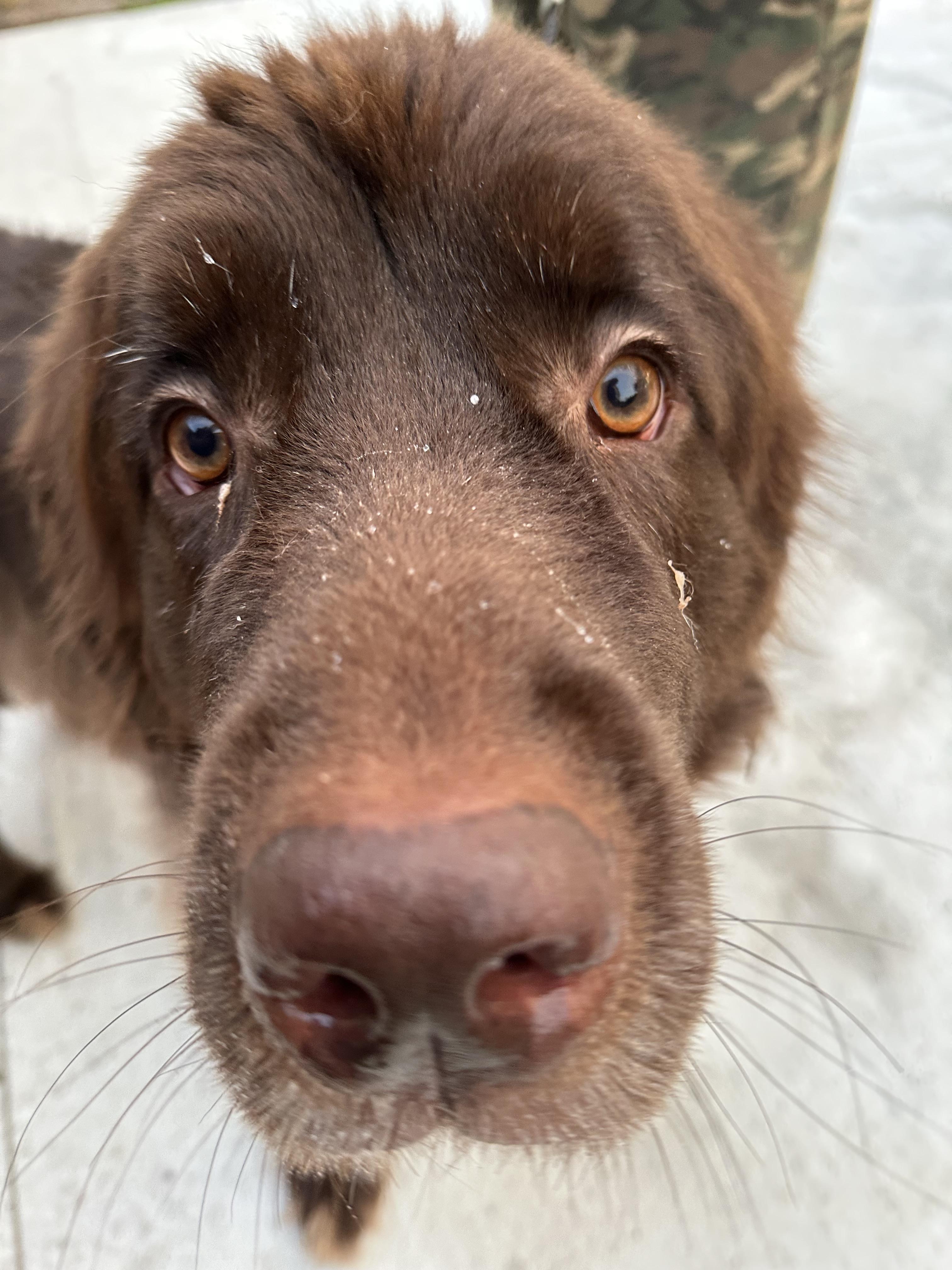 Enlarge Stevie, a Adopted Newfoundland Dog in Wagoner, OK image 4/5