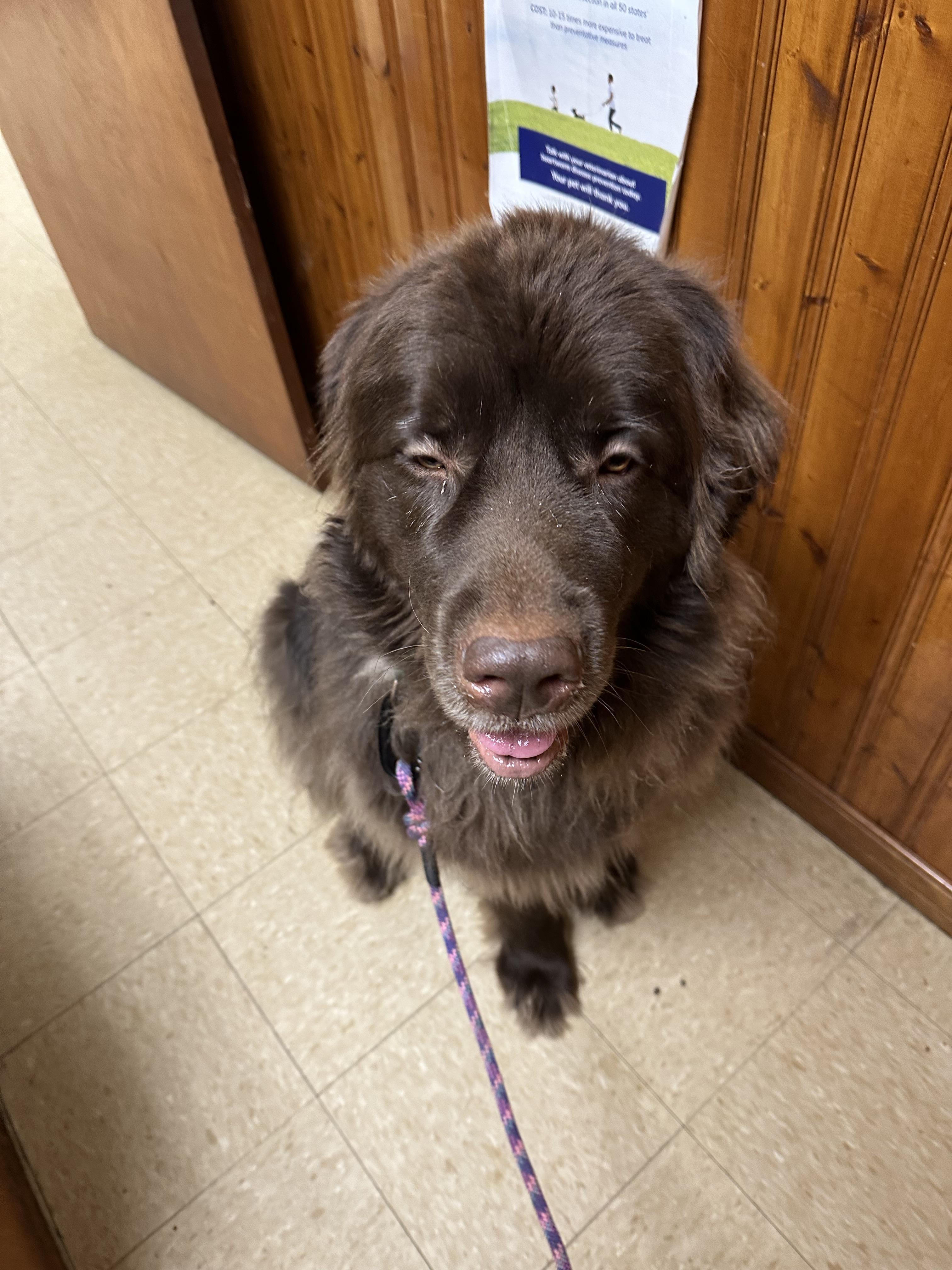 Enlarge Stevie, a Adopted Newfoundland Dog in Wagoner, OK image 5/5