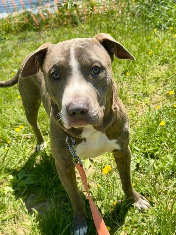 Weston, Adoptable, Young Male Pit Bull Terrier.