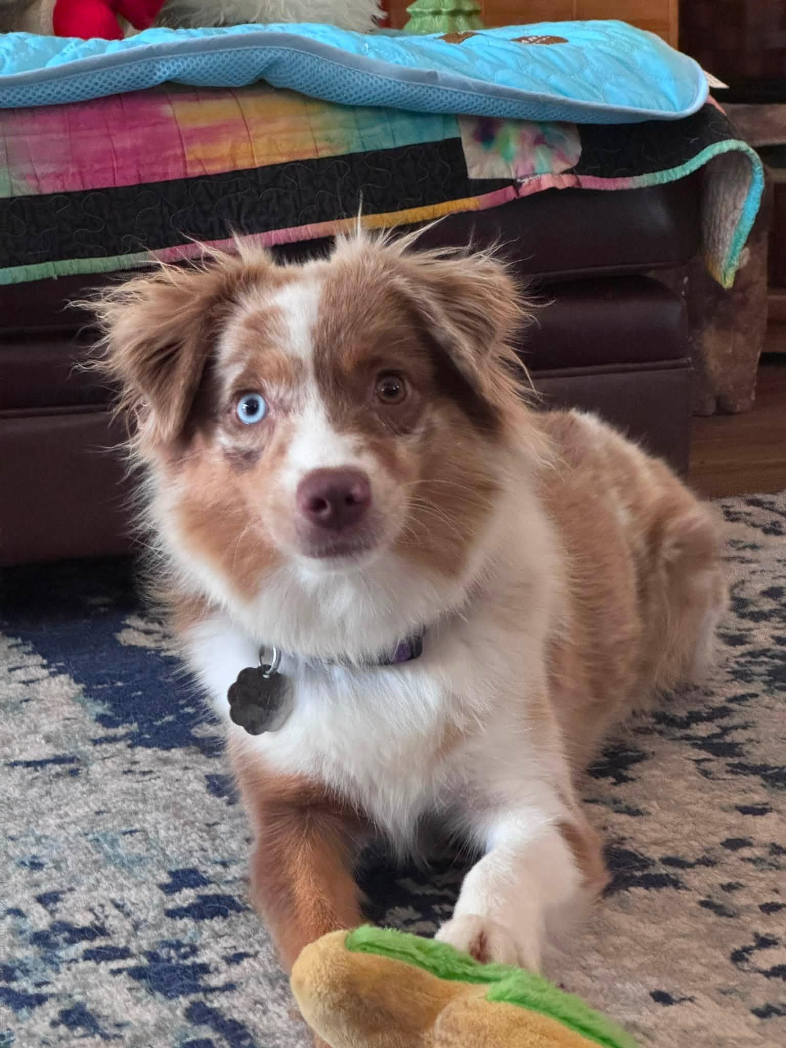 Enlarge [ADOPTION PENDING] ARPH 14702 - Betsy, a Adoptable Australian Shepherd in North Richland Hills, TX image 1/1
