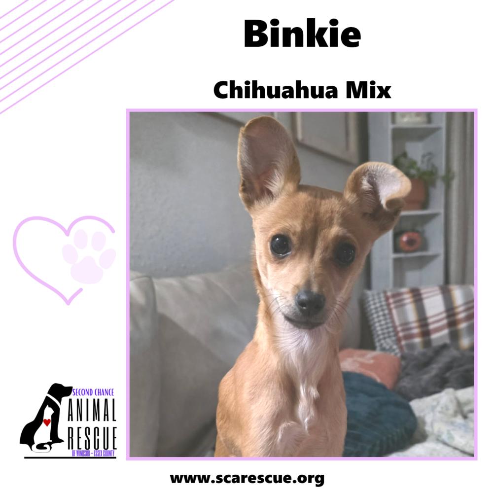 Enlarge Binkie, a Adoptable mixed breed in Windsor, ON image 1/6