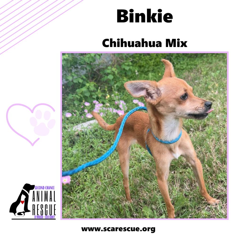 Enlarge Binkie, a Adoptable mixed breed in Windsor, ON image 2/6