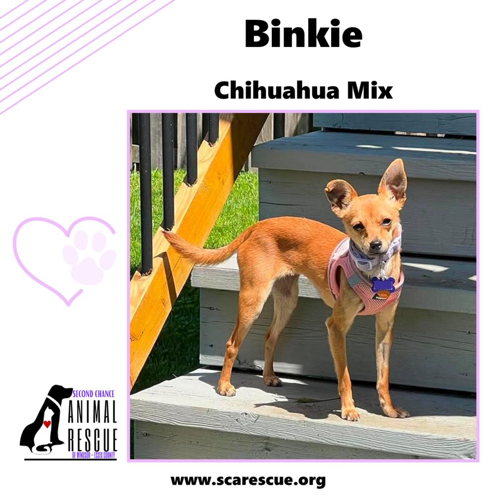 Enlarge Binkie, a Adoptable mixed breed in Windsor, ON image 3/6