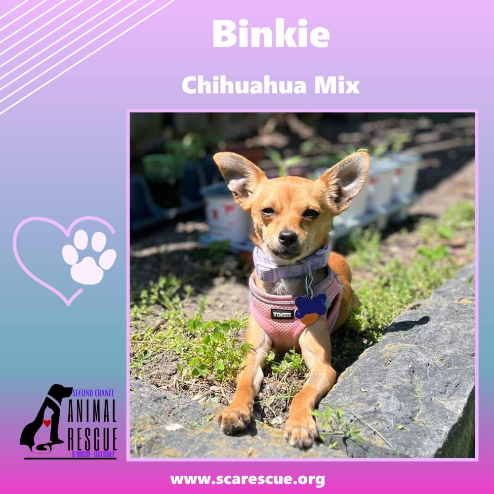 Enlarge Binkie, a Adoptable mixed breed in Windsor, ON image 4/6