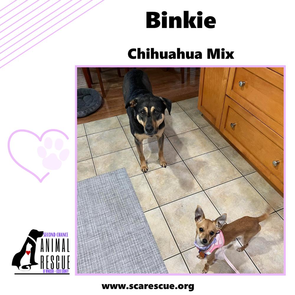Enlarge Binkie, a Adoptable mixed breed in Windsor, ON image 5/6