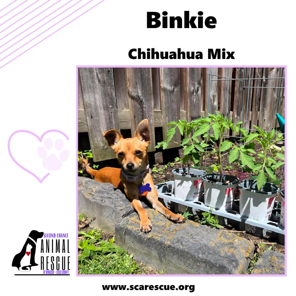 Enlarge Binkie, a Adoptable mixed breed in Windsor, ON image 6/6