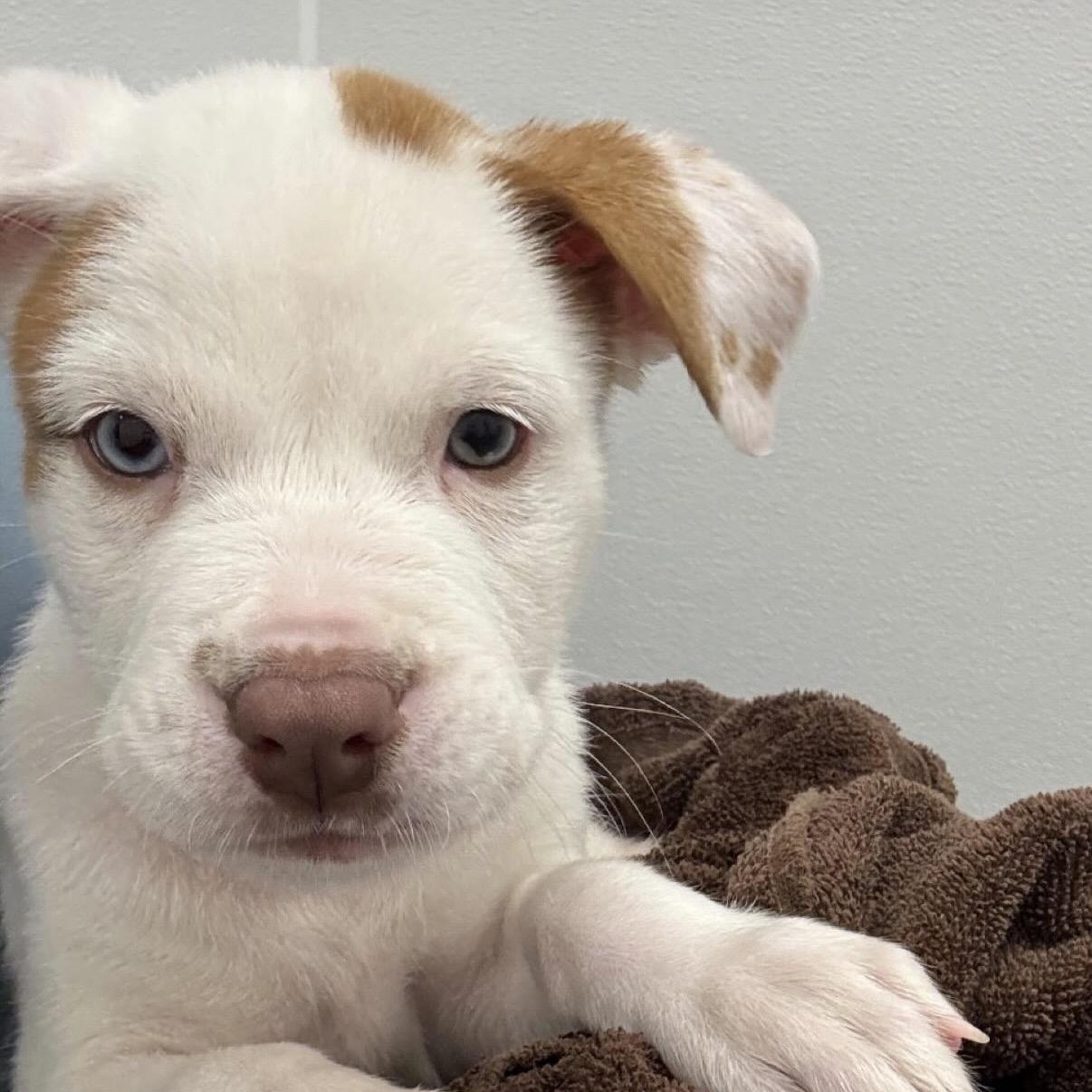 Davis, Adoptable, Puppy Male Mixed Breed.