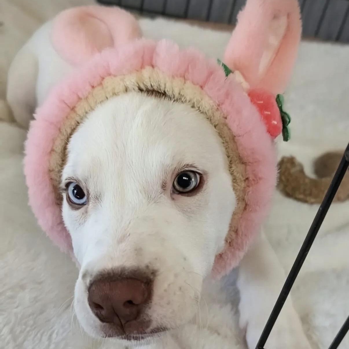 Enlarge Davis, an adopted Mixed Breed in Charlotte, NC image 3/5