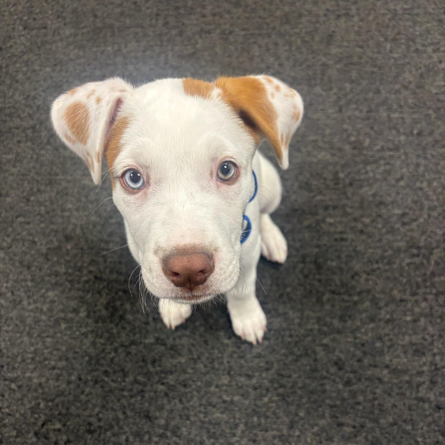 Enlarge Davis, an adopted Mixed Breed in Charlotte, NC image 2/5