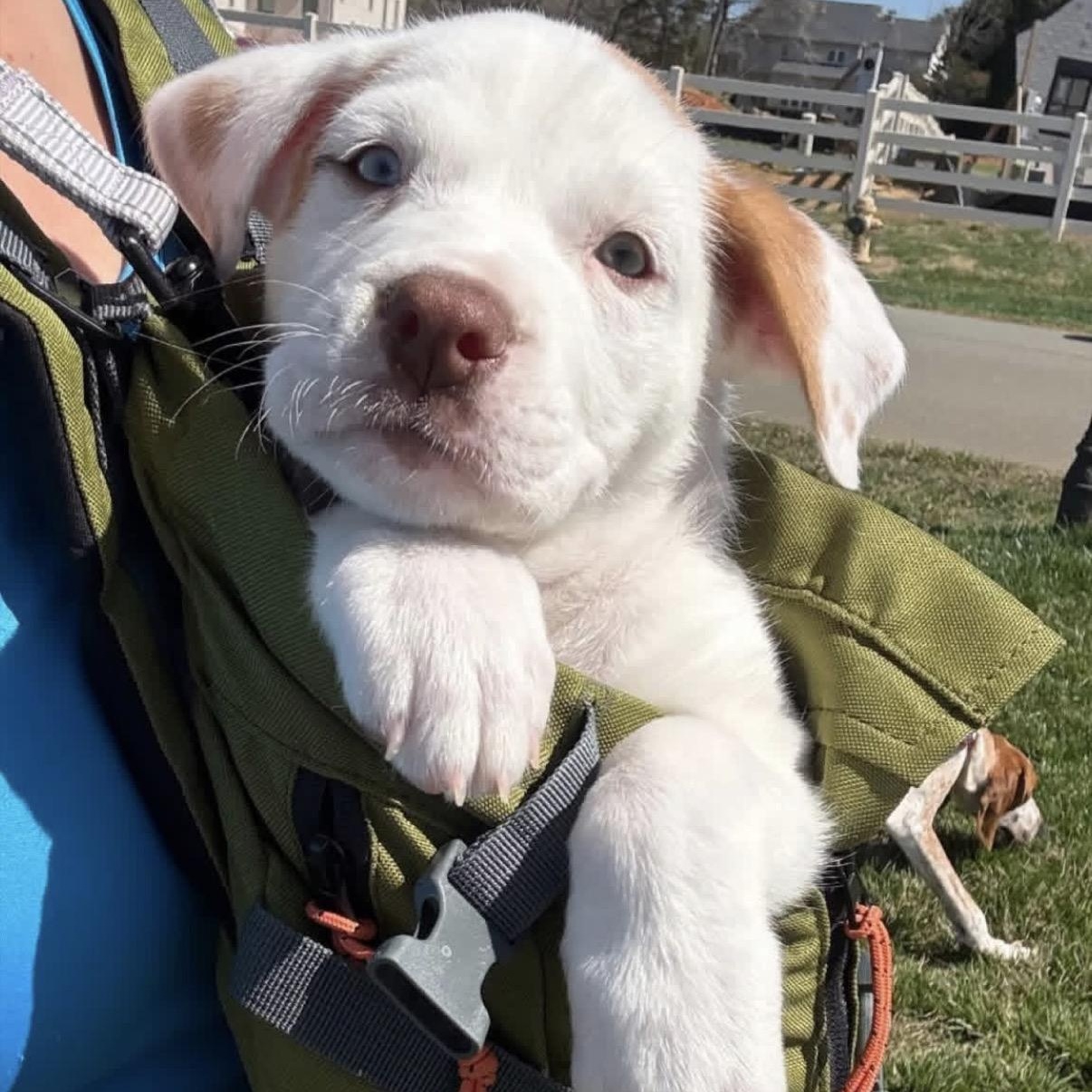 Enlarge Davis, a Adoptable Mixed Breed in Charlotte, NC image 2/2