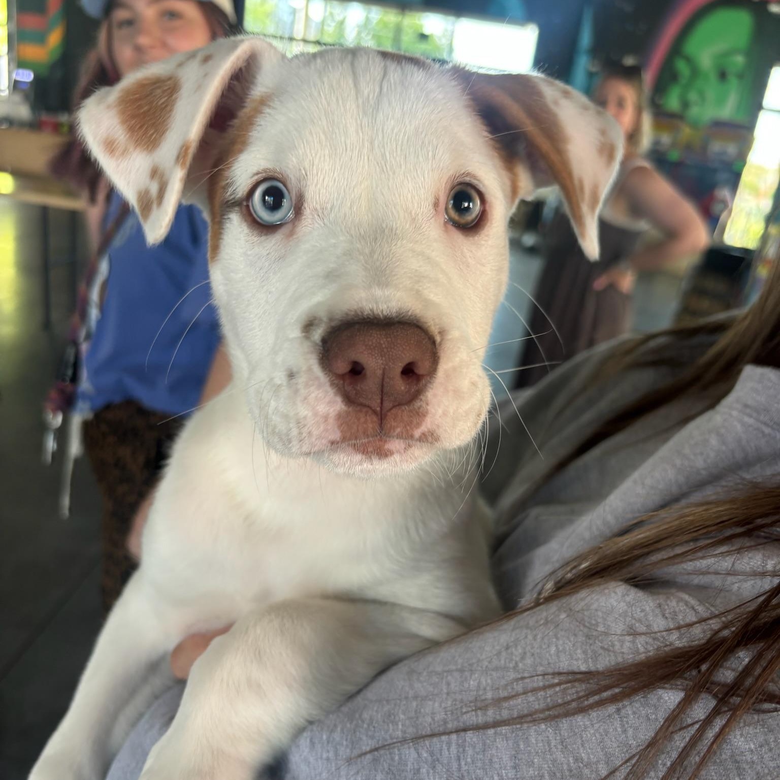 Davis, Adoptable, Puppy Male Mixed Breed.