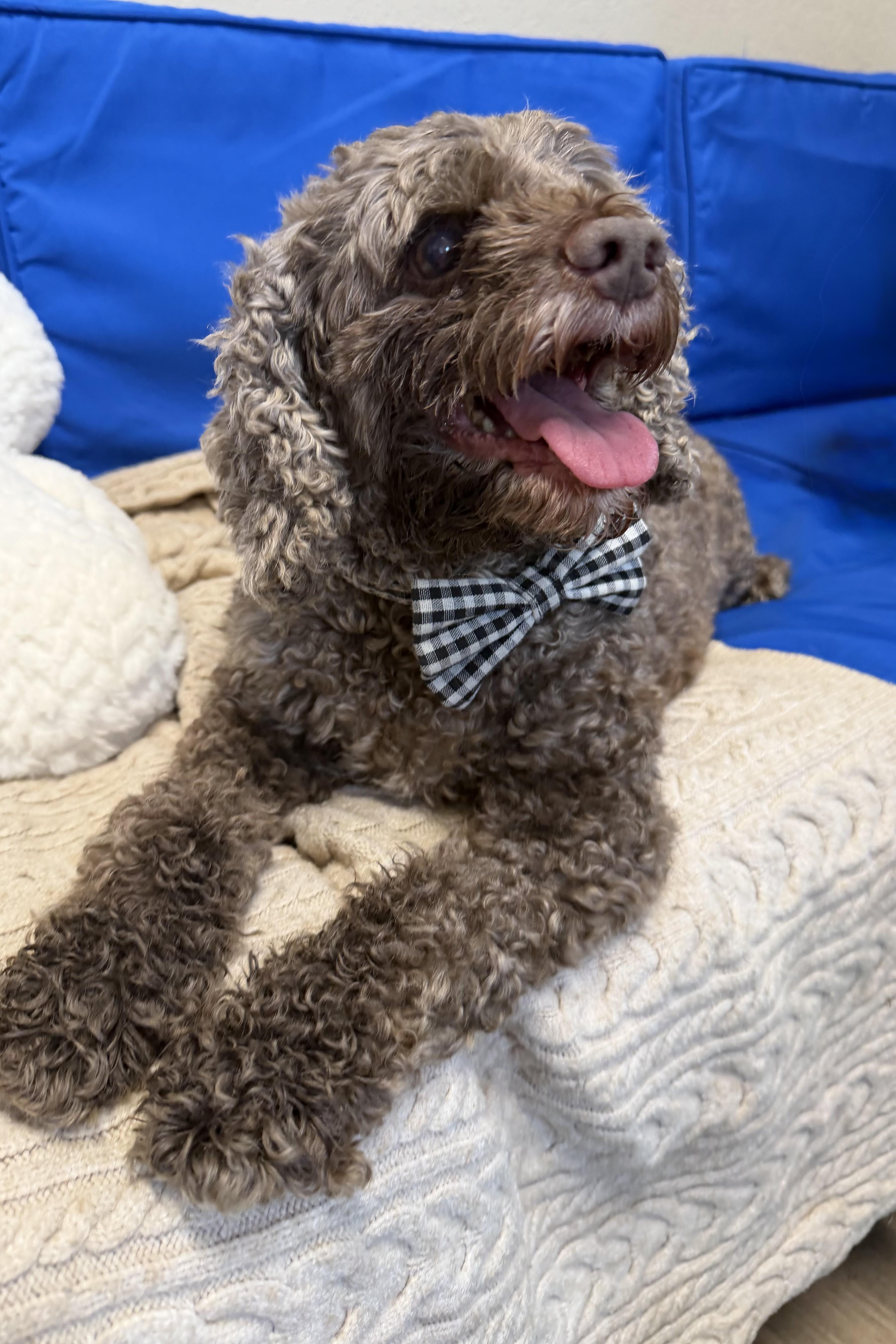 Kona - Adoptable Pet | Petfinder