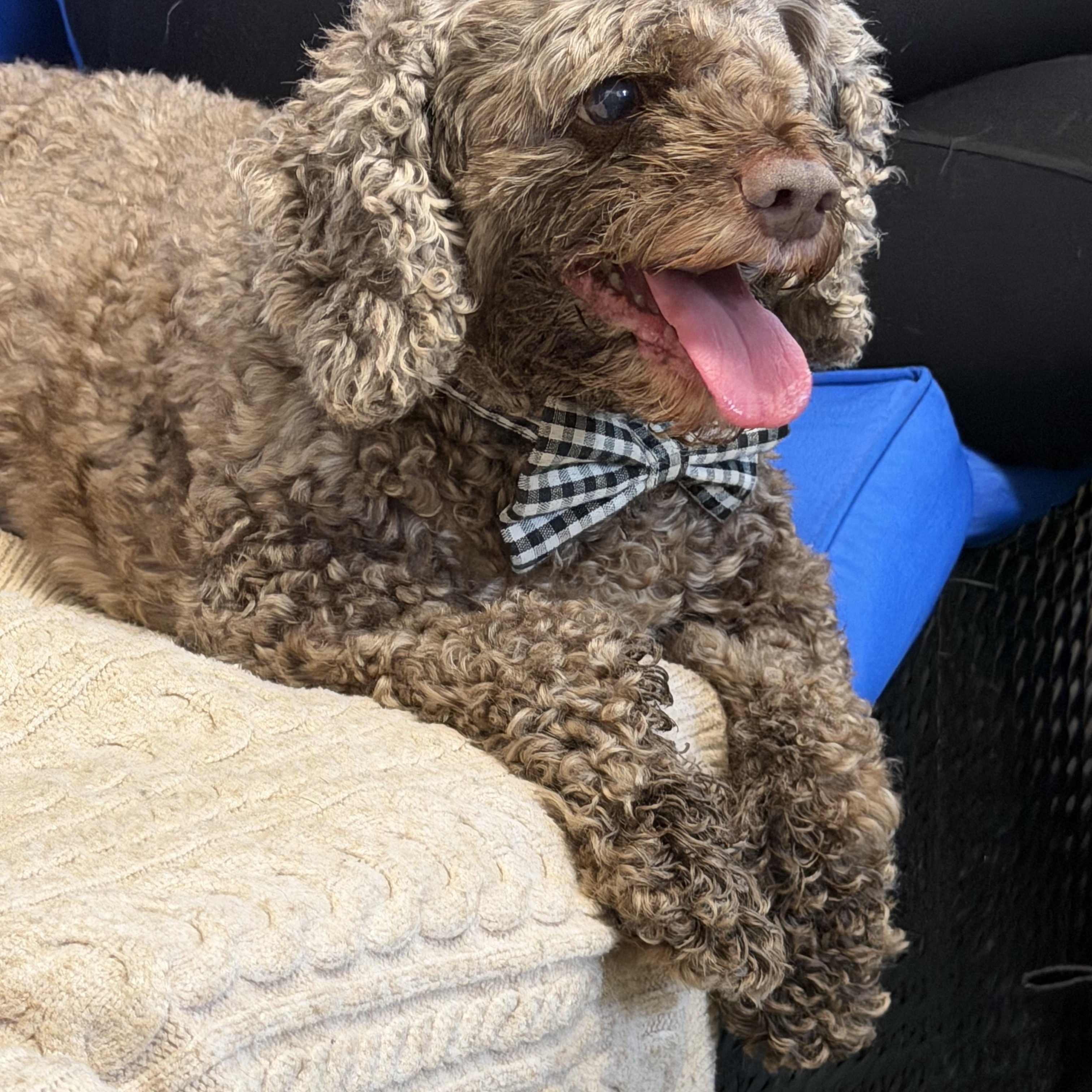 Kona - Adoptable Pet | Petfinder