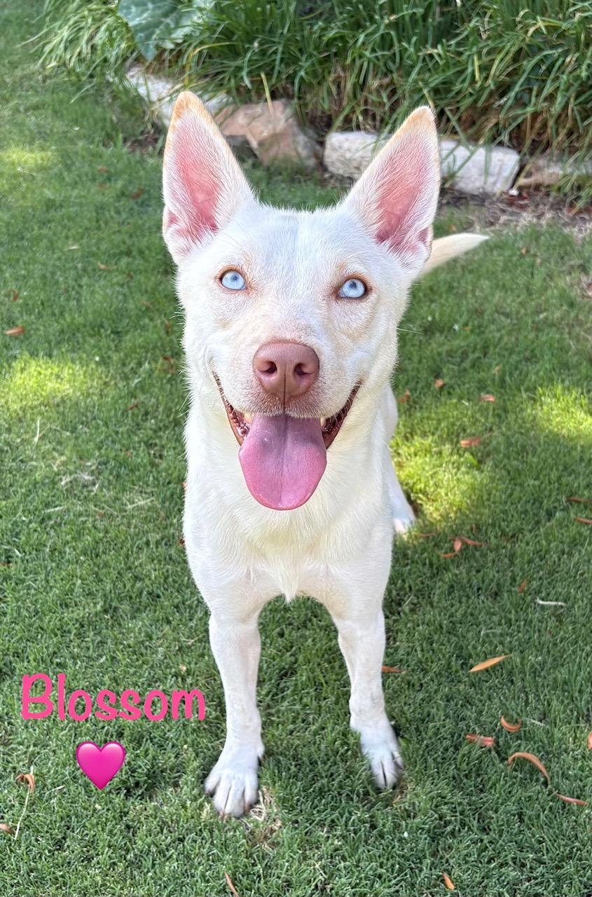 Enlarge Bloom, an adopted mixed breed in Lavon, TX image 2/6