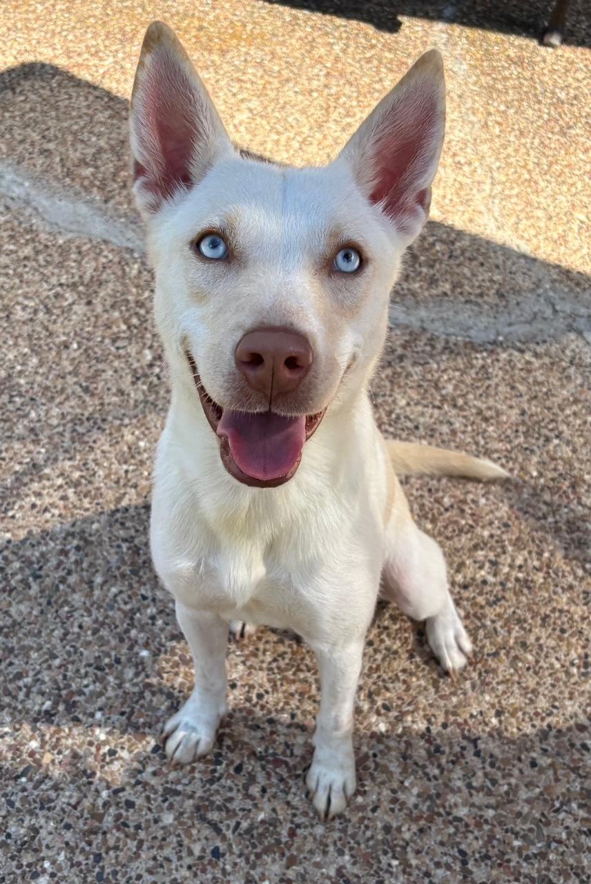 Enlarge Bloom, an adopted mixed breed in Lavon, TX image 4/6