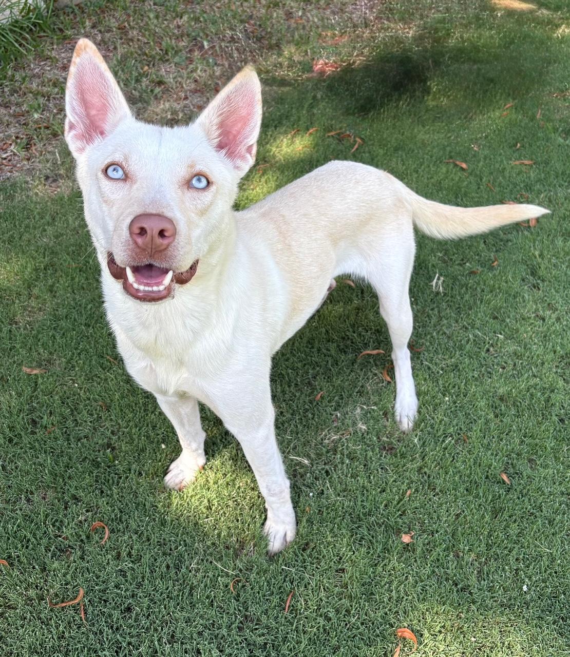 Enlarge Bloom, an adopted mixed breed in Lavon, TX image 5/6