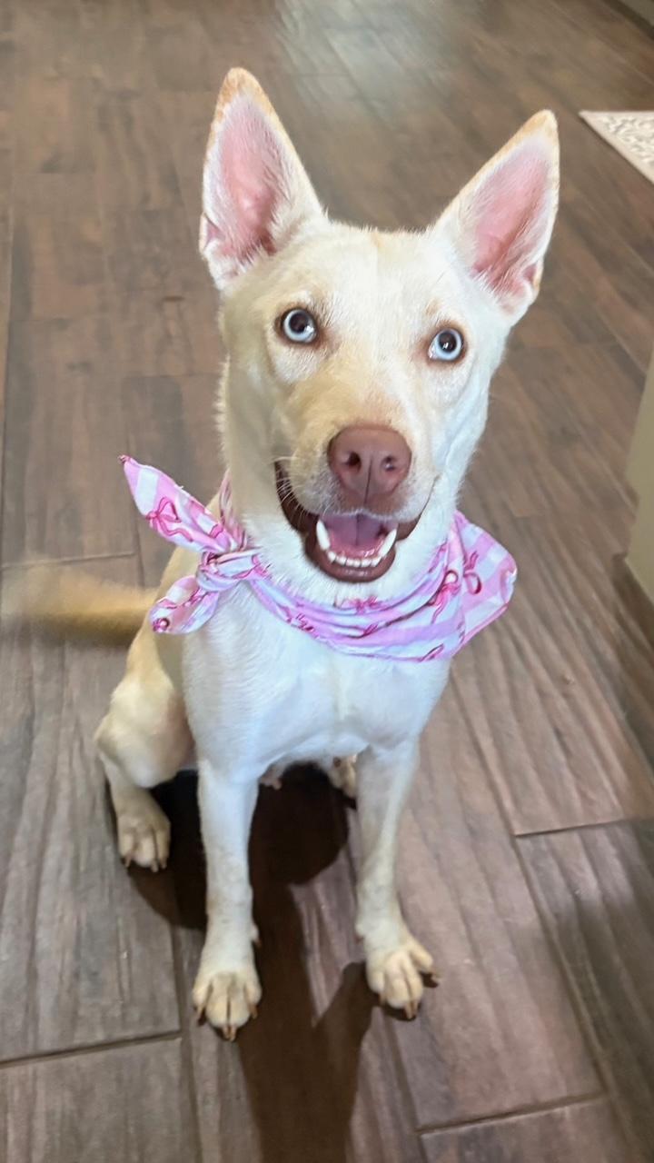 Bloom, adopted, Young Female Husky.