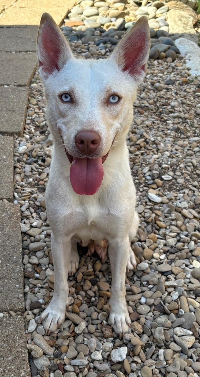 Enlarge Bloom, an adopted mixed breed in Lavon, TX image 3/6
