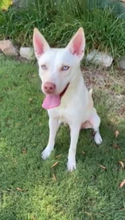 Enlarge Bloom, an adopted mixed breed in Lavon, TX video 6/6
