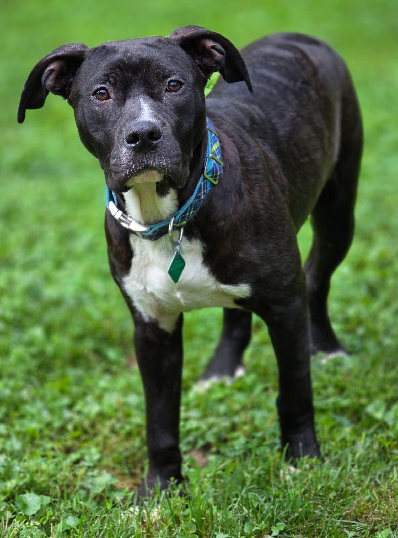 Enlarge Choco, a Adoptable mixed breed in Oxford, MI image 1/3