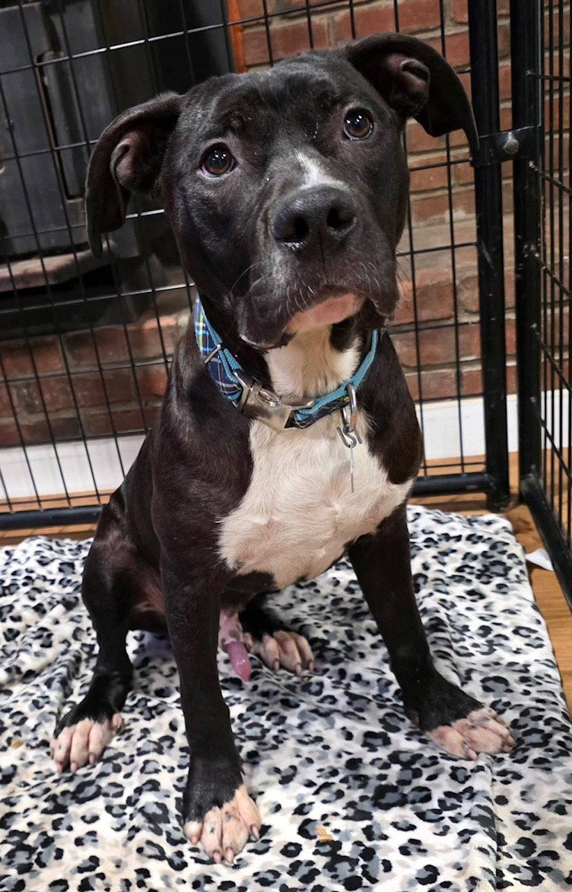Enlarge Choco, a Adoptable mixed breed in Oxford, MI image 2/3