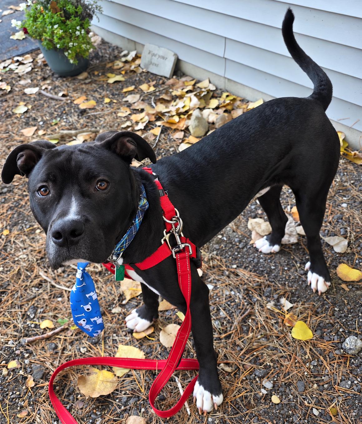 Enlarge Choco, a Adoptable mixed breed in Oxford, MI image 3/3