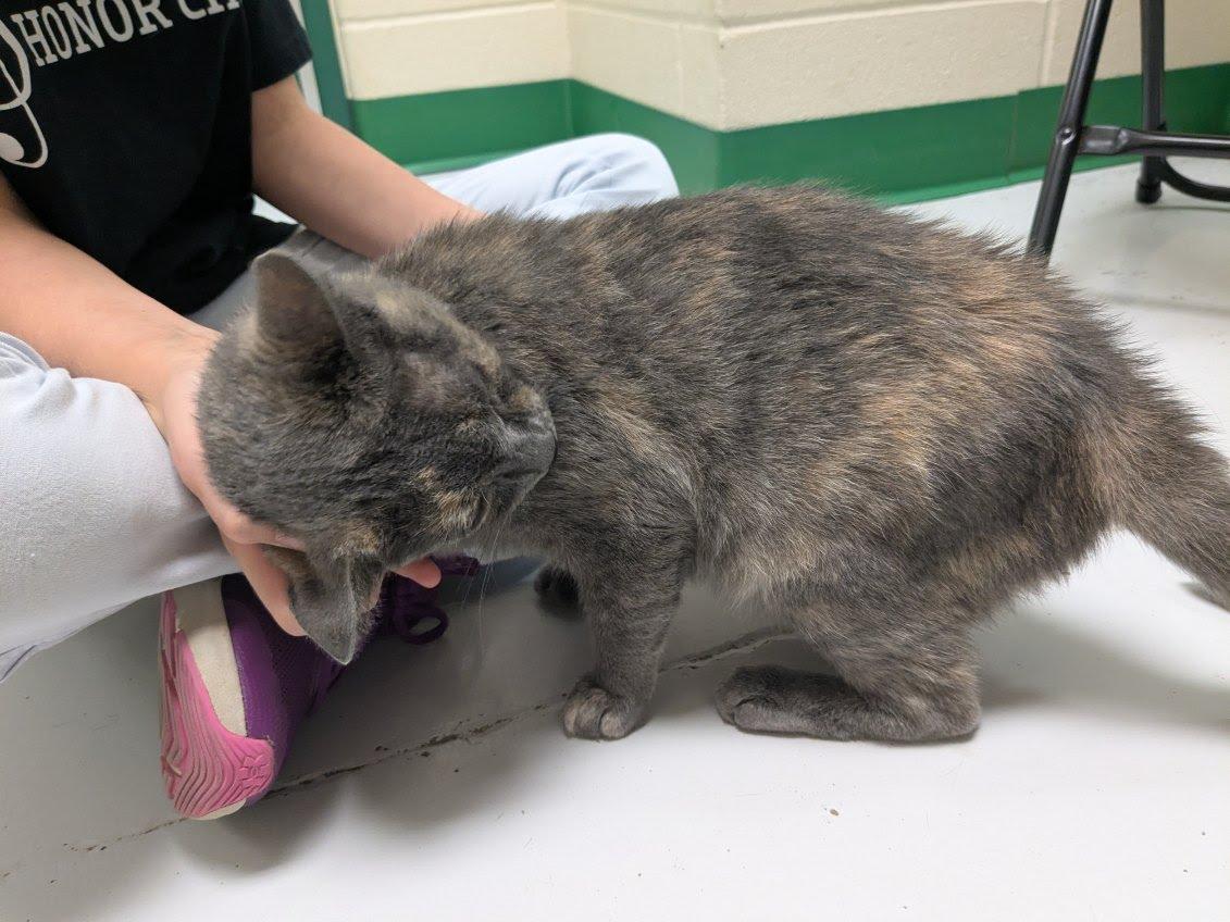 Enlarge Darby, a Adopted Domestic Short Hair in Springfield, MO image 4/4