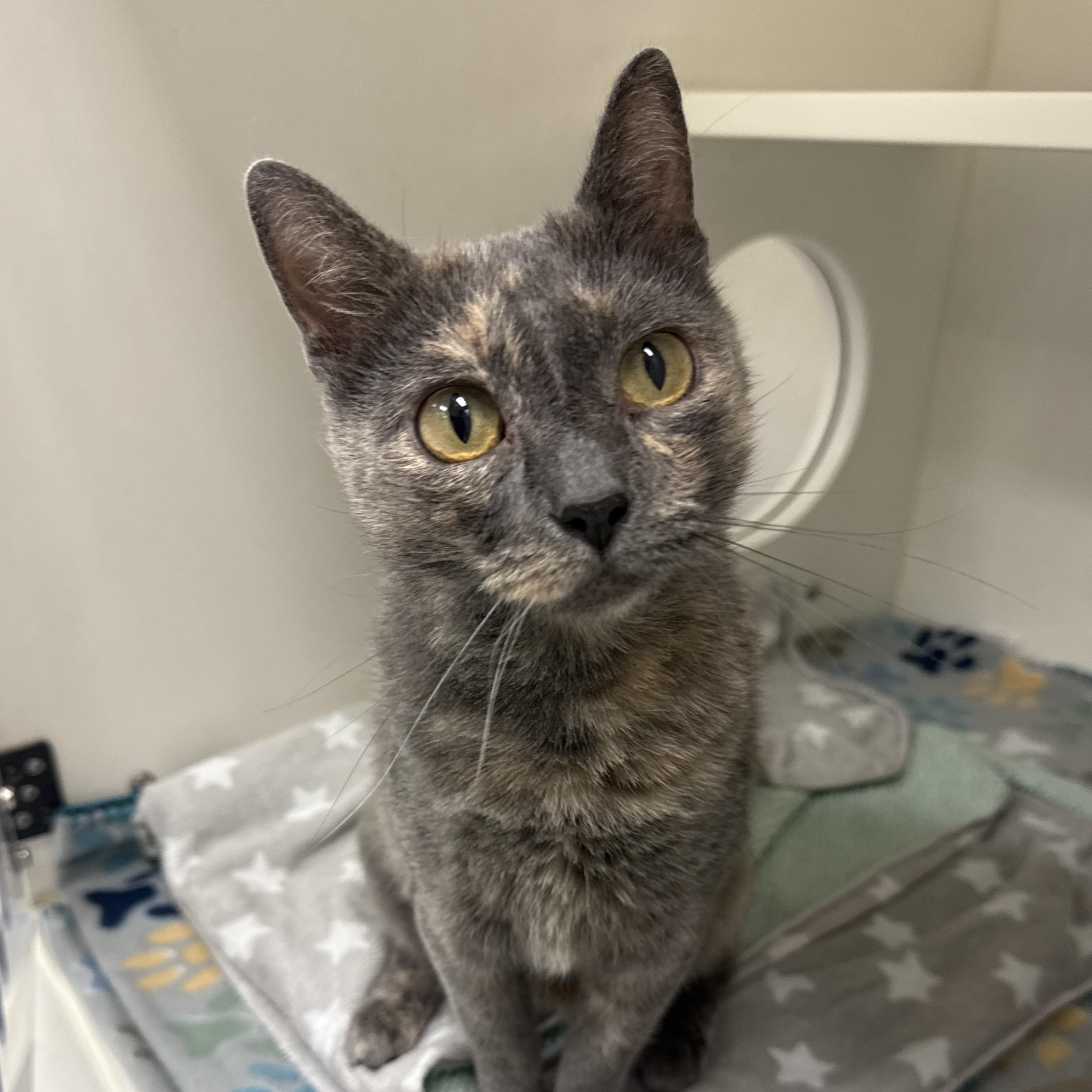 Enlarge Darby, a Adopted Domestic Short Hair in Springfield, MO image 1/4