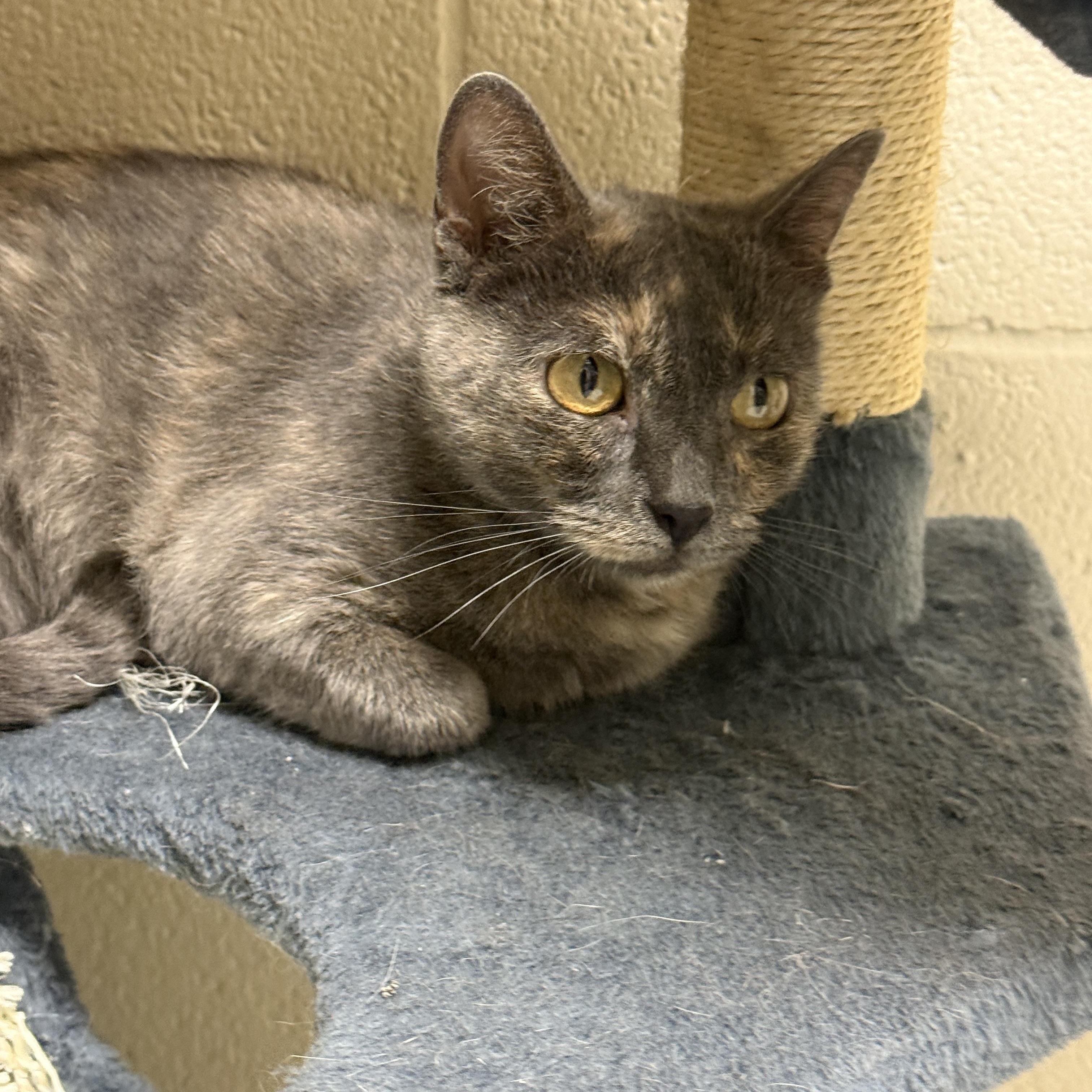 Enlarge Darby, a Adopted Domestic Short Hair in Springfield, MO image 3/4