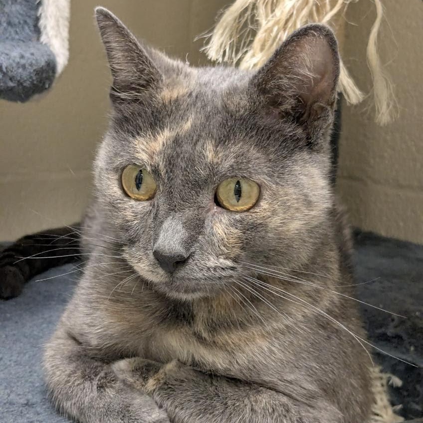 Enlarge Darby, a Adopted Domestic Short Hair in Springfield, MO image 2/4