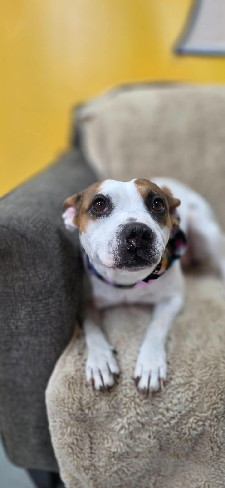 Phatty Patty, ADOPTABLE, Adult Female Pit Bull Terrier.